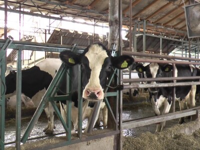 Roboti za mužu krava