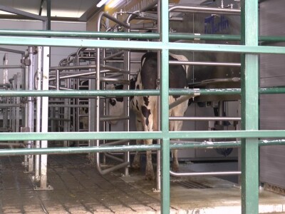 Roboti za mužu krava