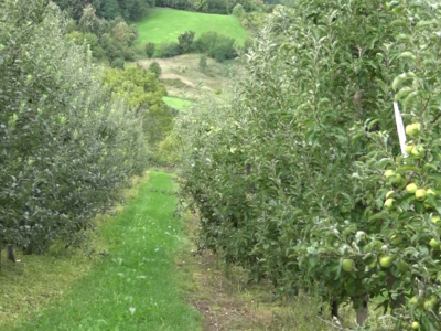 Rod jabuke u kraljevačkim selima