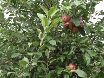 Rod jabuke u kraljevačkim selima