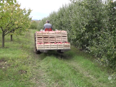 Rod jabuke u kraljevačkim selima