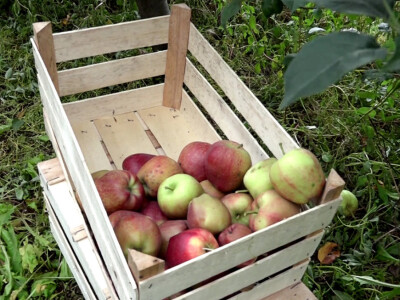 Rod jabuke u kraljevačkim selima