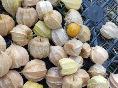 Rod Physalis