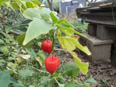 Rod Physalis