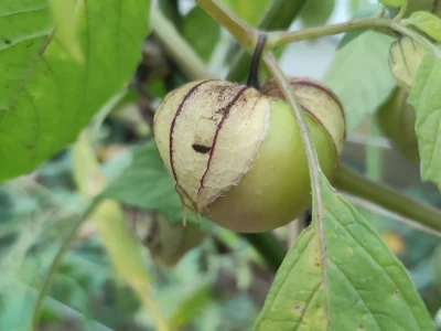 Rod Physalis