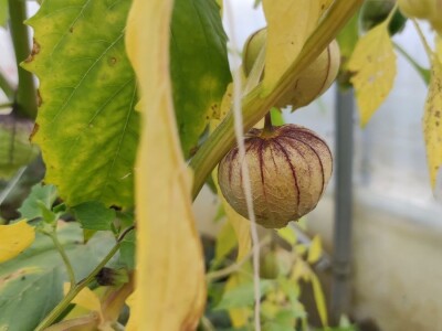 Rod Physalis