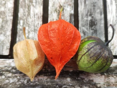 Rod Physalis