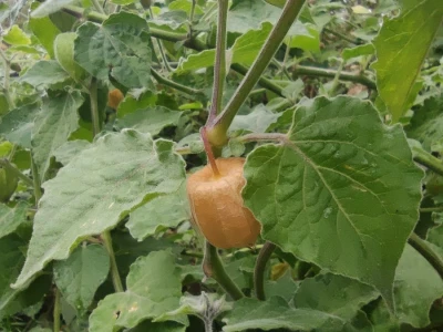 Rod Physalis