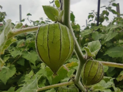 Rod Physalis