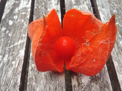 Rod Physalis