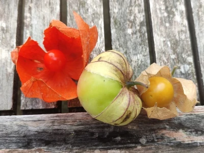 Rod Physalis