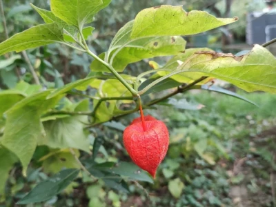 Rod Physalis