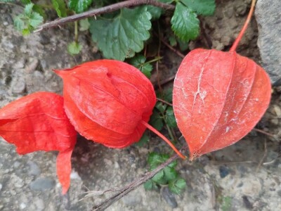 Rod Physalis
