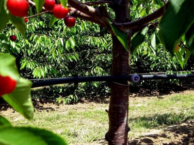 Rod trešanja podbacio - visoke temperature omele oprašivanje