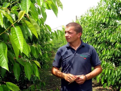 Rod trešanja podbacio - visoke temperature omele oprašivanje