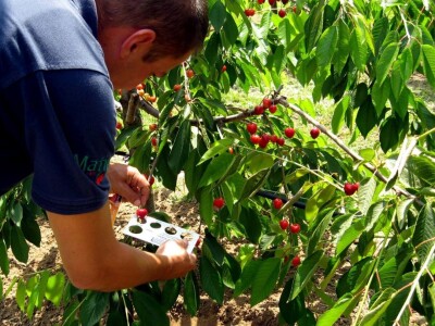 Rod trešanja podbacio - visoke temperature omele oprašivanje