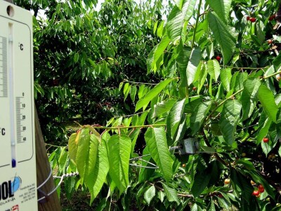 Rod trešanja podbacio - visoke temperature omele oprašivanje