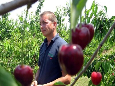 Rod trešanja podbacio - visoke temperature omele oprašivanje