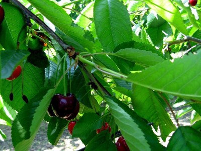 Rod trešanja podbacio - visoke temperature omele oprašivanje