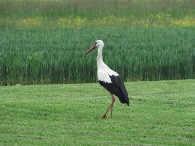 Promatranje ptica Promatranje ptica