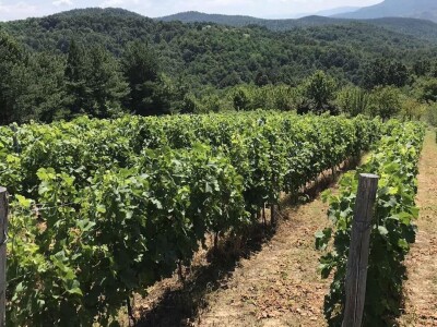 Rođaci Nebojša Milovanović i Boban Kovačić otvorili vlastitu vinariju: Vina sa crvenog brijega oživljavaju banjalučke legende