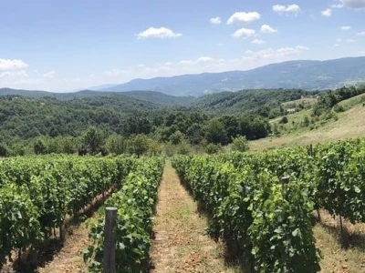 Rođaci Nebojša Milovanović i Boban Kovačić otvorili vlastitu vinariju: Vina sa crvenog brijega oživljavaju banjalučke legende