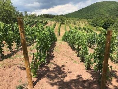 Rođaci Nebojša Milovanović i Boban Kovačić otvorili vlastitu vinariju: Vina sa crvenog brijega oživljavaju banjalučke legende