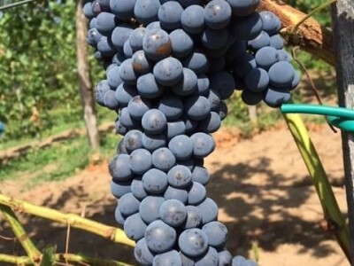 Rođaci Nebojša Milovanović i Boban Kovačić otvorili vlastitu vinariju: Vina sa crvenog brijega oživljavaju banjalučke legende