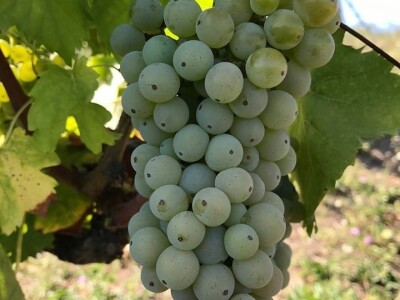 Rođaci Nebojša Milovanović i Boban Kovačić otvorili vlastitu vinariju: Vina sa crvenog brijega oživljavaju banjalučke legende