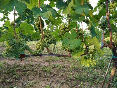 Rođaci Nebojša Milovanović i Boban Kovačić otvorili vlastitu vinariju: Vina sa crvenog brijega oživljavaju banjalučke legende