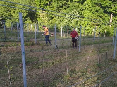 Rođaci Nebojša Milovanović i Boban Kovačić otvorili vlastitu vinariju: Vina sa crvenog brijega oživljavaju banjalučke legende