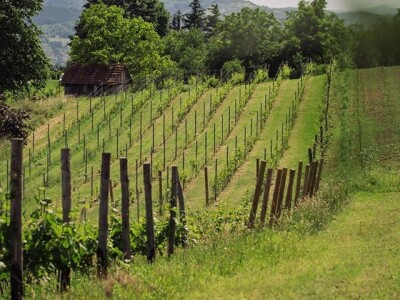Rođaci Nebojša Milovanović i Boban Kovačić otvorili vlastitu vinariju: Vina sa crvenog brijega oživljavaju banjalučke legende