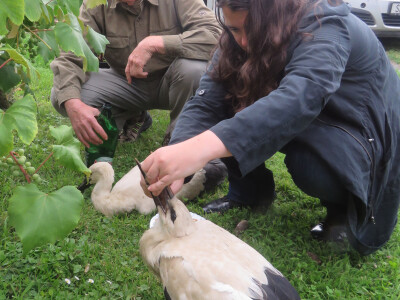 Ptičja tragedija u Dragaliću