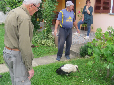 Ptičja tragedija u Dragaliću