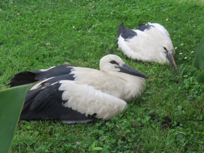 Ptičja tragedija u Dragaliću