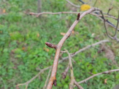 Rodni pupoljci na voćkama