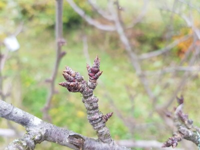 Rodni pupoljci na voćkama