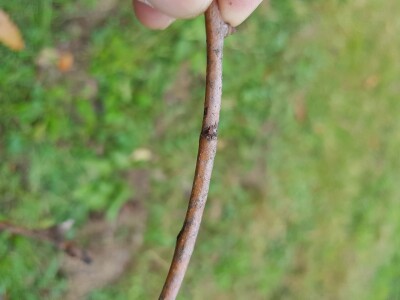 Rodni pupoljci na voćkama