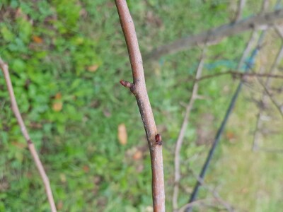 Rodni pupoljci na voćkama