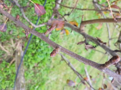 Rodni pupoljci na voćkama