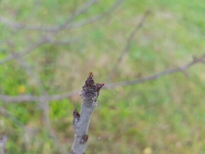 Rodni pupoljci na voćkama