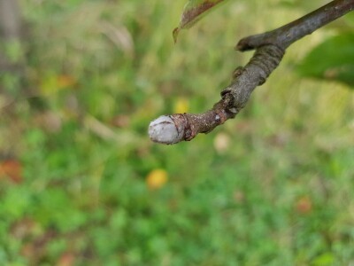 Rodni pupoljci na voćkama
