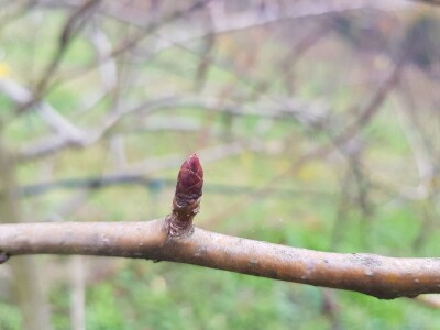 Rodni pupoljci na voćkama