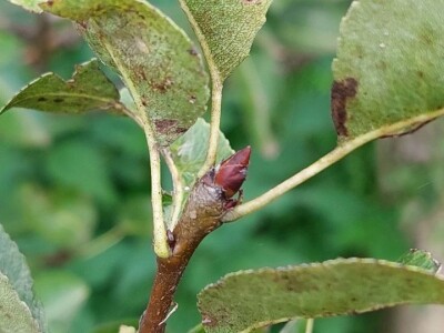 Rodni pupoljci na voću