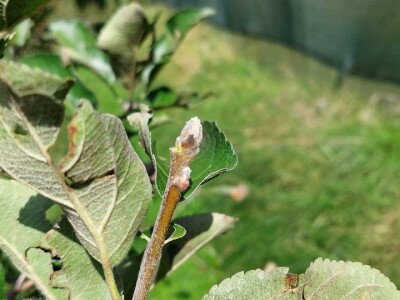 Rodni pupoljci na voću