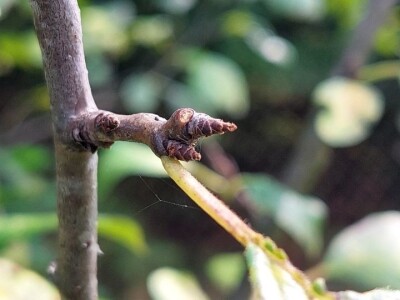 Rodni pupoljci na voću