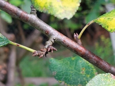 Rodni pupoljci na voću