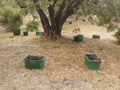 Stabla rogača su izuzetno rodna