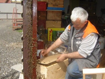Antunu se nikada nisu tako rano rojile pčele