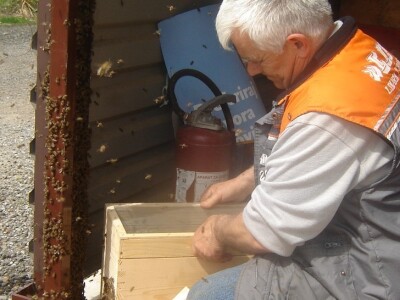 Pčele su bile mirne